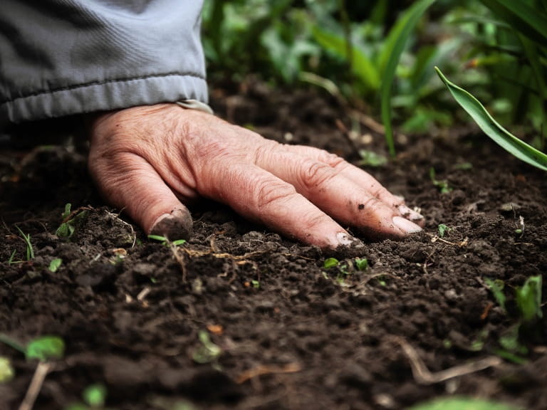 A male hand pressed into soil in the garden