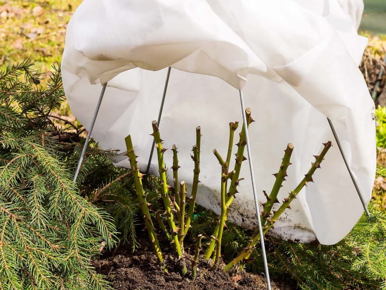 Plants covered in horticultural fleece to protect from frost
