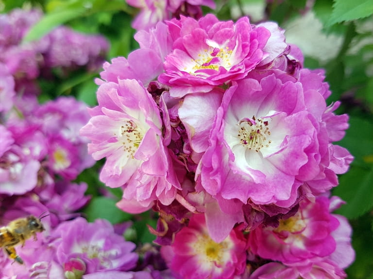 Best Rambling Roses Ever Rambling and climbing roses: what’s the difference?