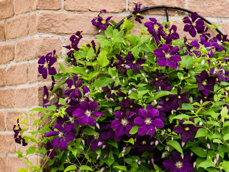 Tumbling Roses Rambling and climbing roses: what’s the difference?