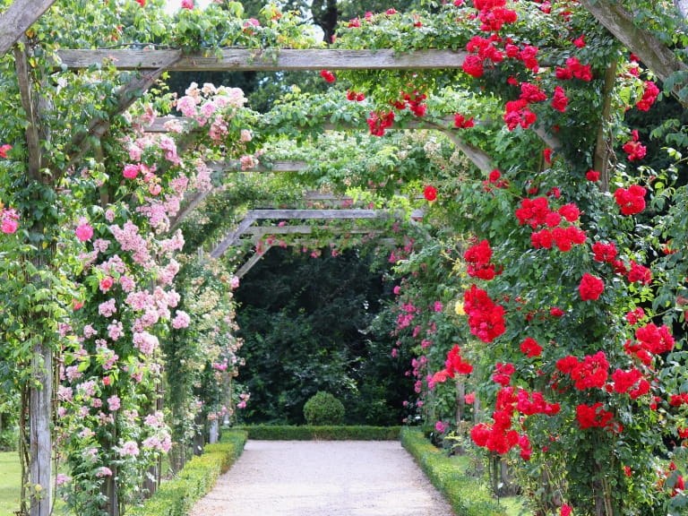 Pink and red roses climbing wooden arches
