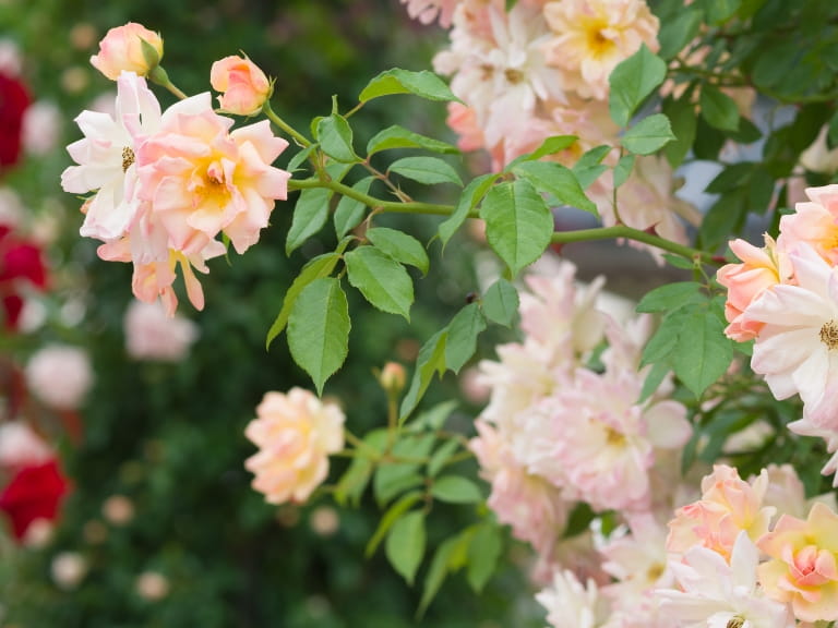 Apricot roses