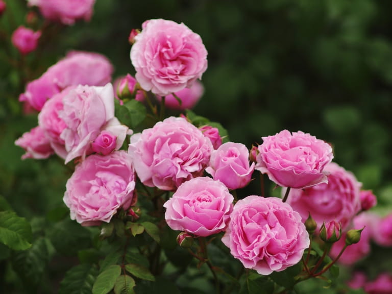 Hybrid Tea, Shrub Rose - Princess Claire of Belgium