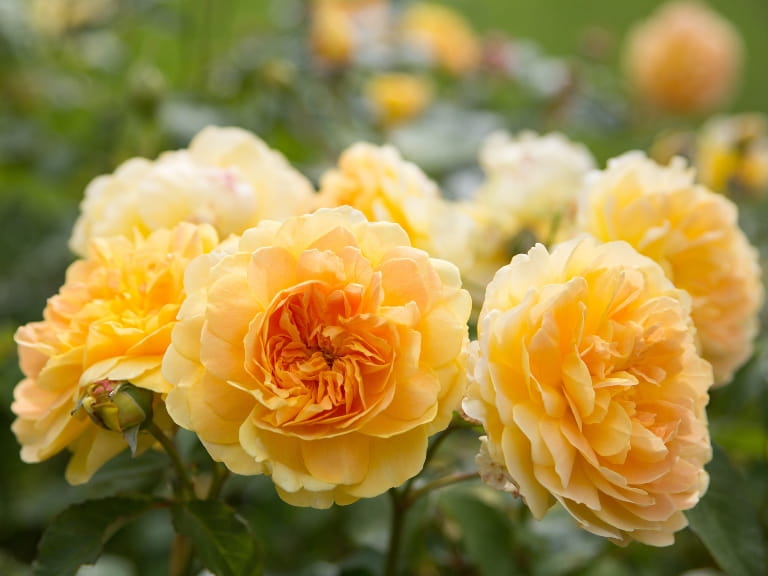 Yellow David Austen rose