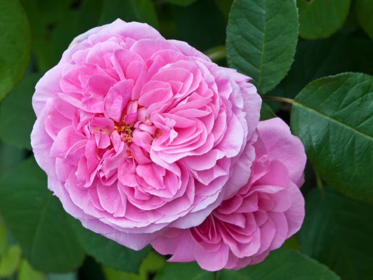 Pink Roses - Rosa Gertrude Jekyll