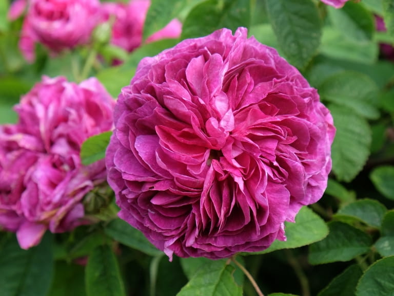 Purple Rose bush Charles de Mills' in flower