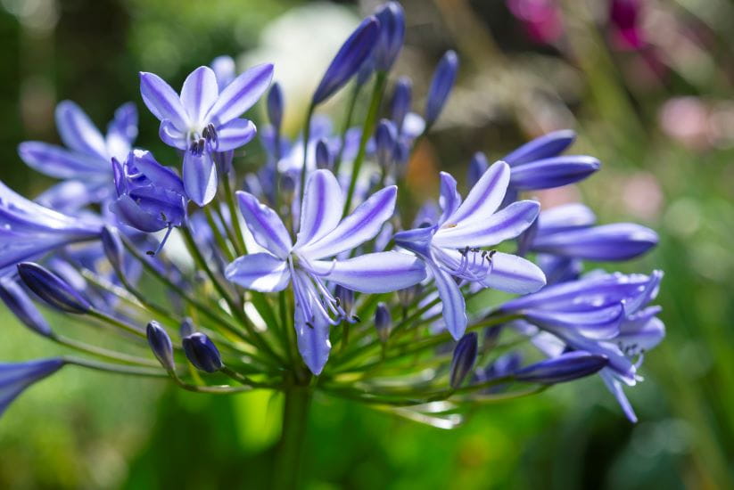 Blue Agapanthus