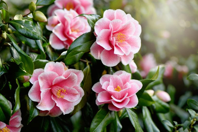 Camellia flowers