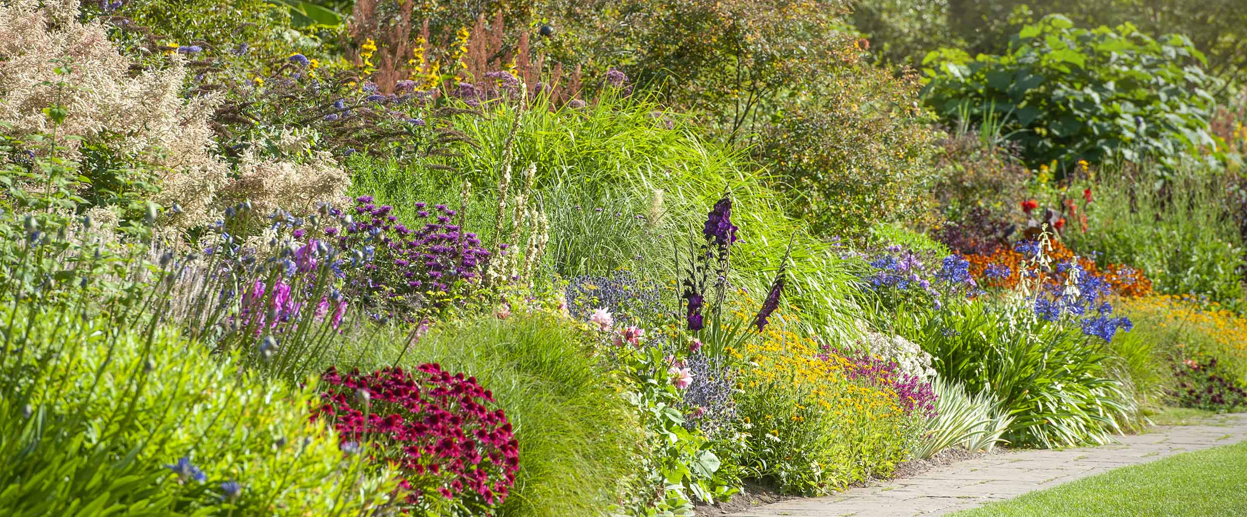 Brightly coloured flowers in a garden