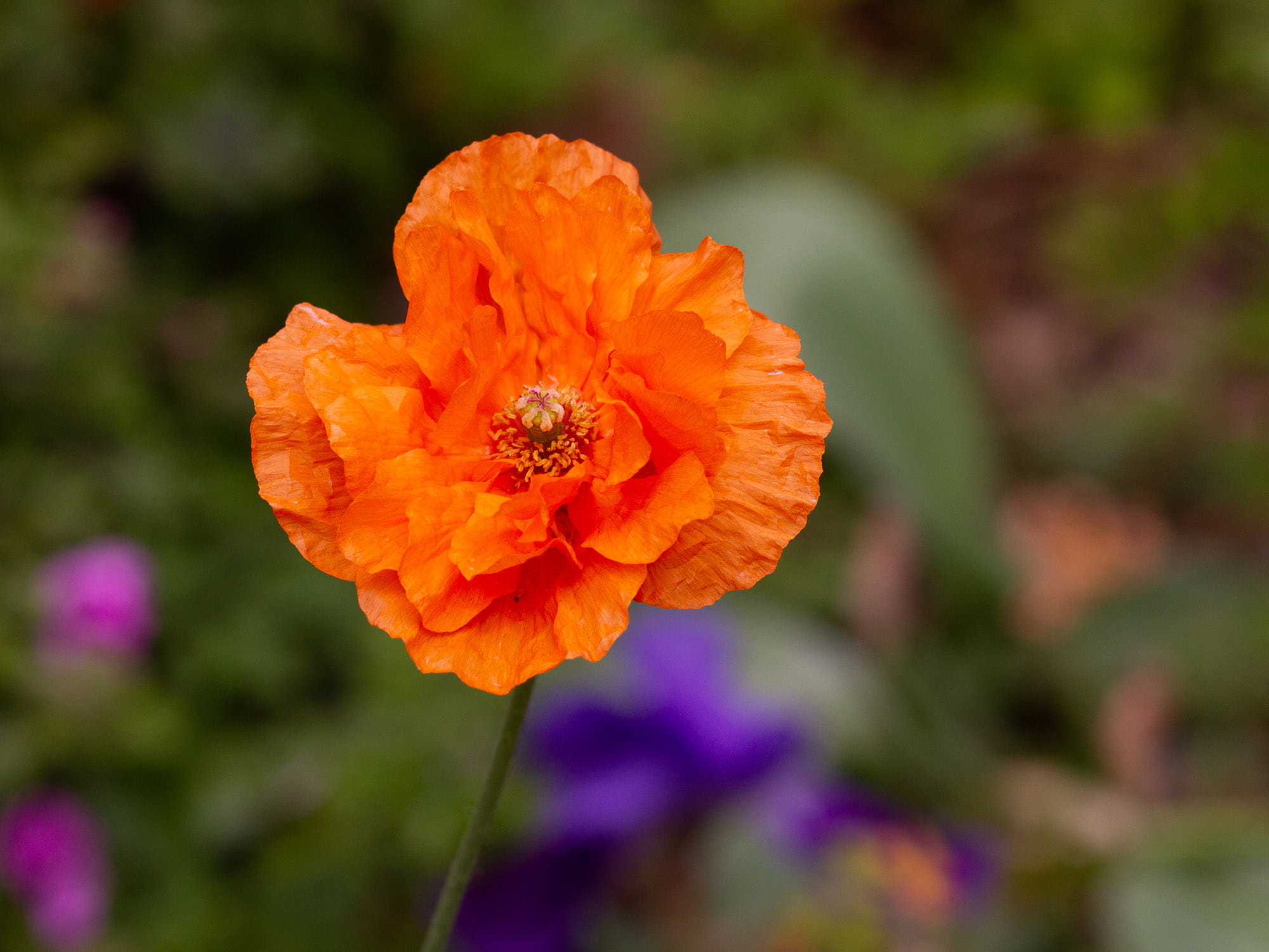 A closeup image of an orange poppy in a garden
