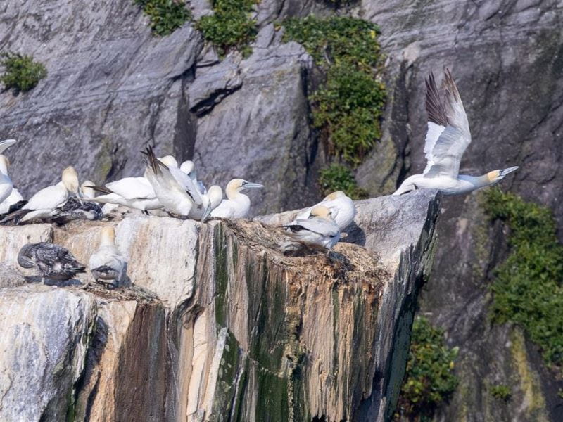 Gannets roosting at Little Skellig