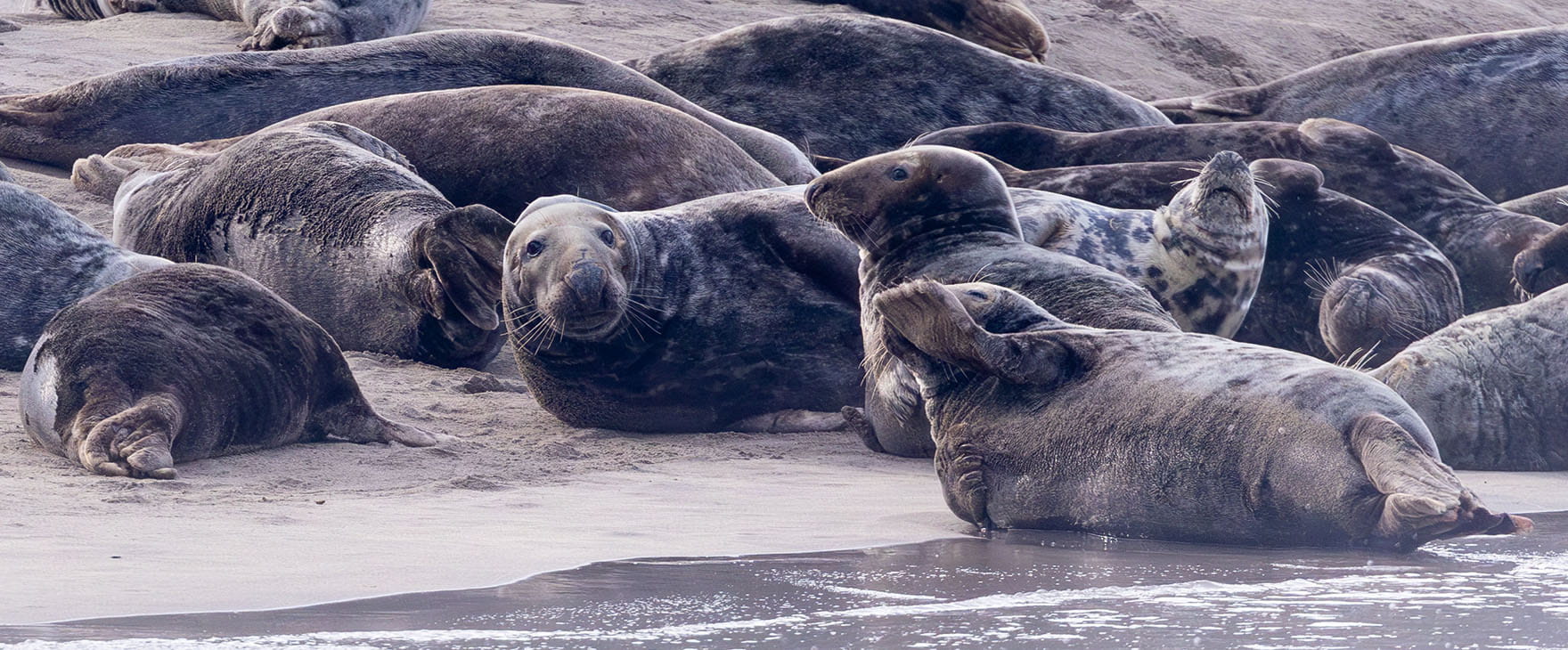 Grey seals basking on the Blanket Islands