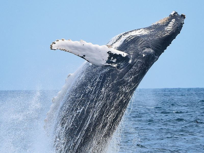 Minke whale jumping out of the water