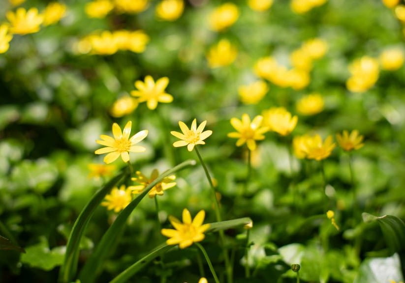 Lesser Celandine in a field
