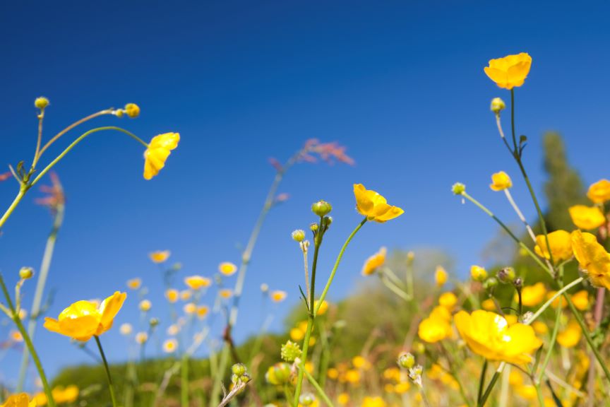Buttercups blowing wildly in the wind