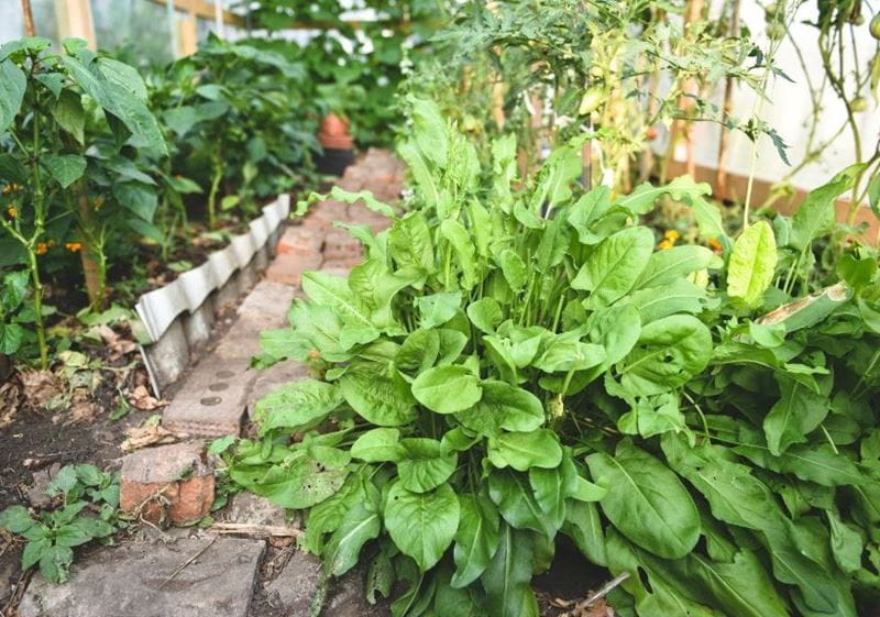 Docks in the garden