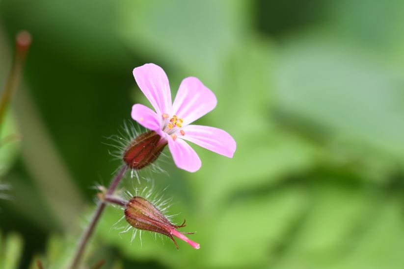 Herb Robert in the garden
