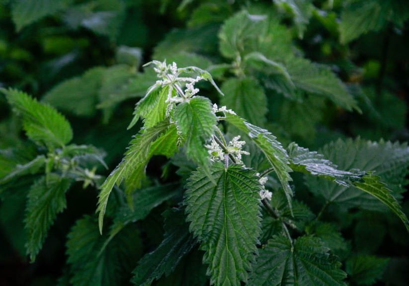 close up of stinging nettles
