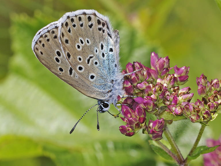 Large Blue butterfly