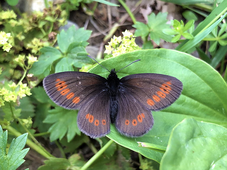 A mountain ringlet butterfly