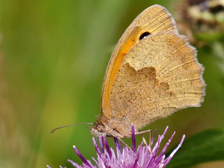 A meadow brown Butterfly