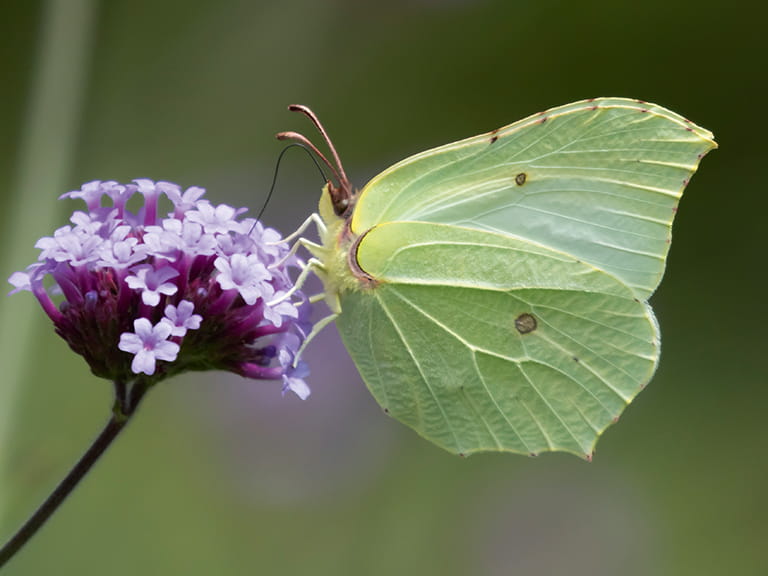 A brimstone common butterfly