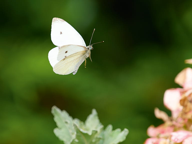 A cabbage white butterfly