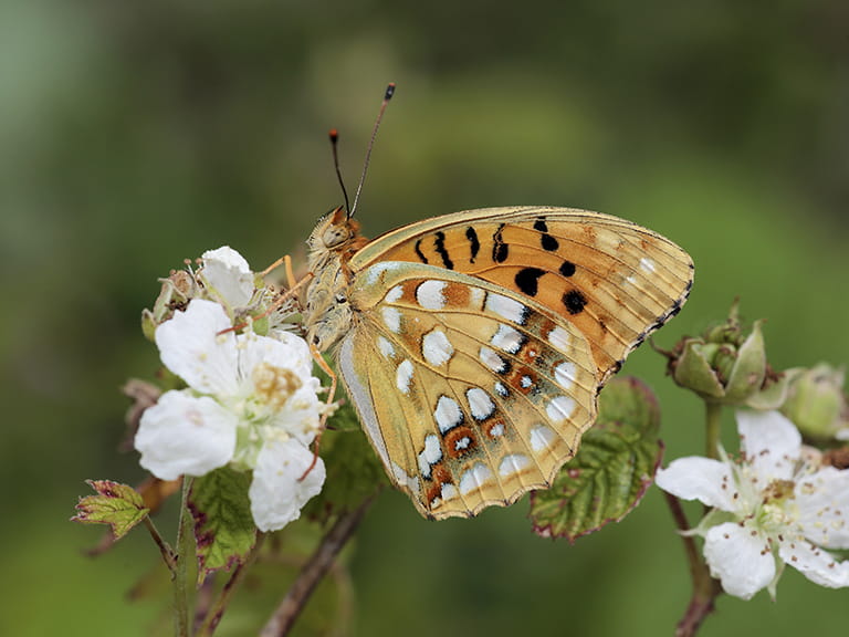 A high brown fritillary butterfly
