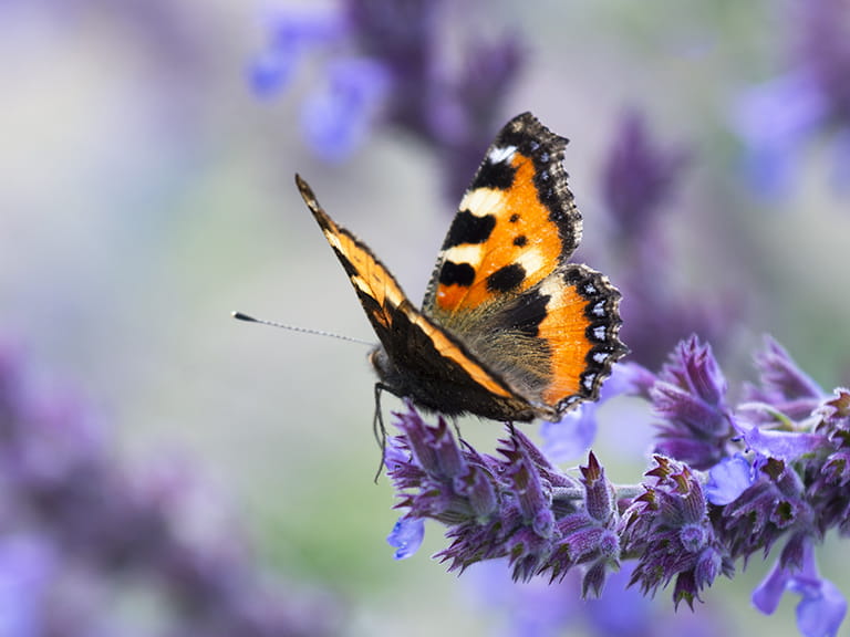 A small tortoiseshell butterfly