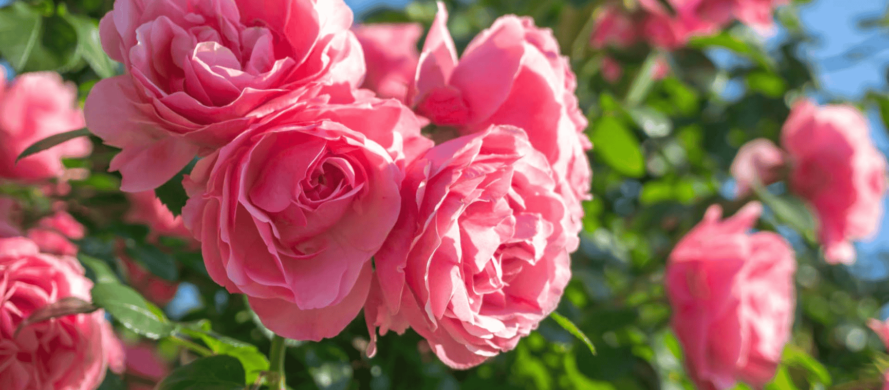 pink climbing roses with a blue sky beyond