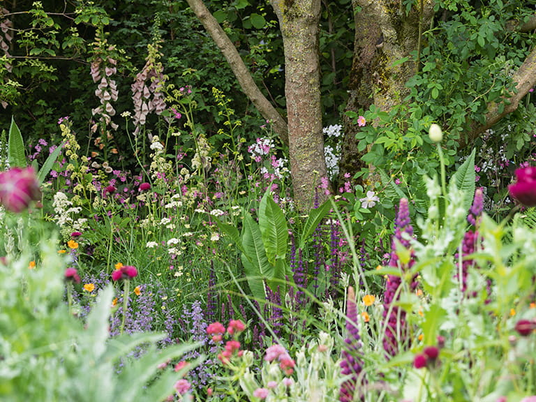 A variety of plants which are perfect for a dog friendly garden