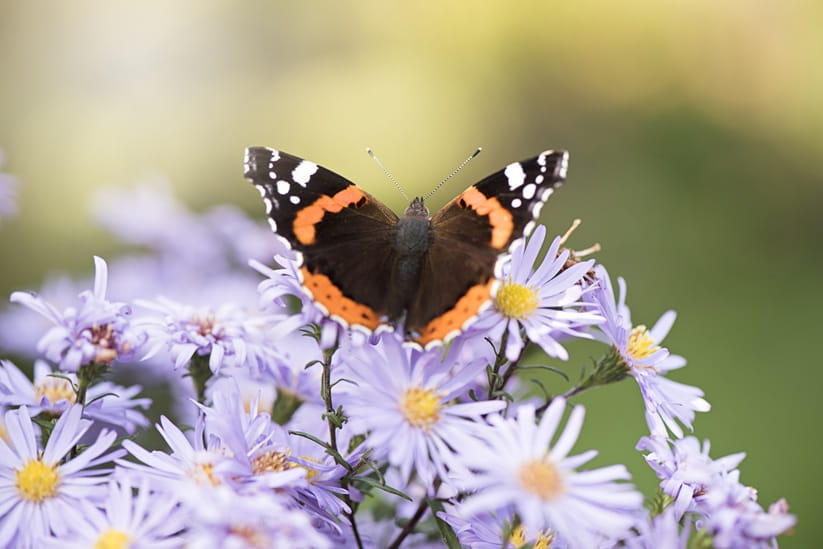 A butterfly on purple flowers