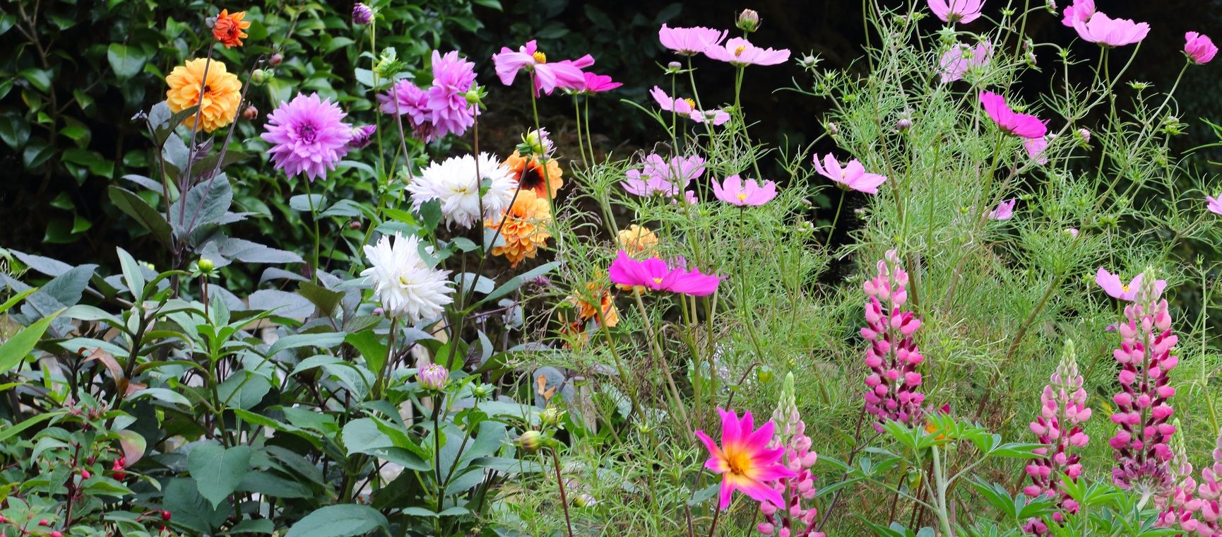 Brightly coloured late summer flowers, including dahlias and cosmos flowers, in flowerbed
