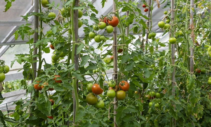 Tomato plants ripening in a greenhouse in late summer