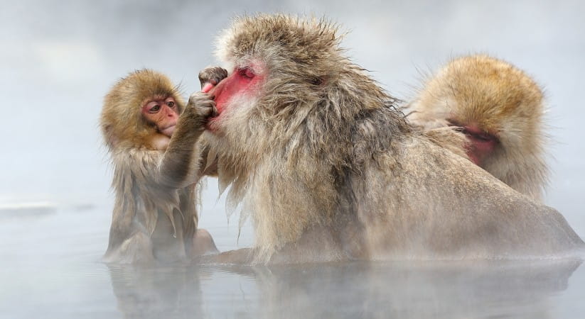Baby and adult snow monkeys in Japan