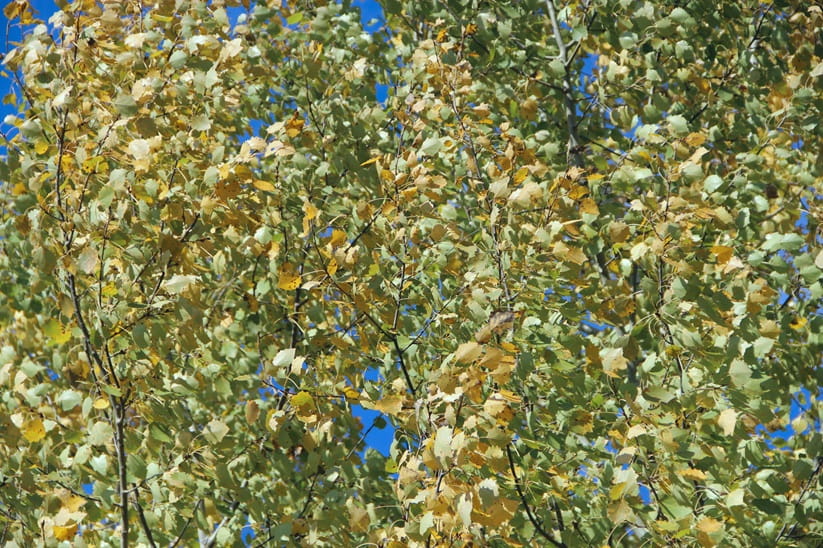 Red and yellow leaves  rustling on tree in autumn