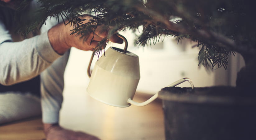 Person with white watering can watering Christmas tree