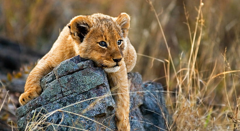 Lion cub draped over a rock in South Africa