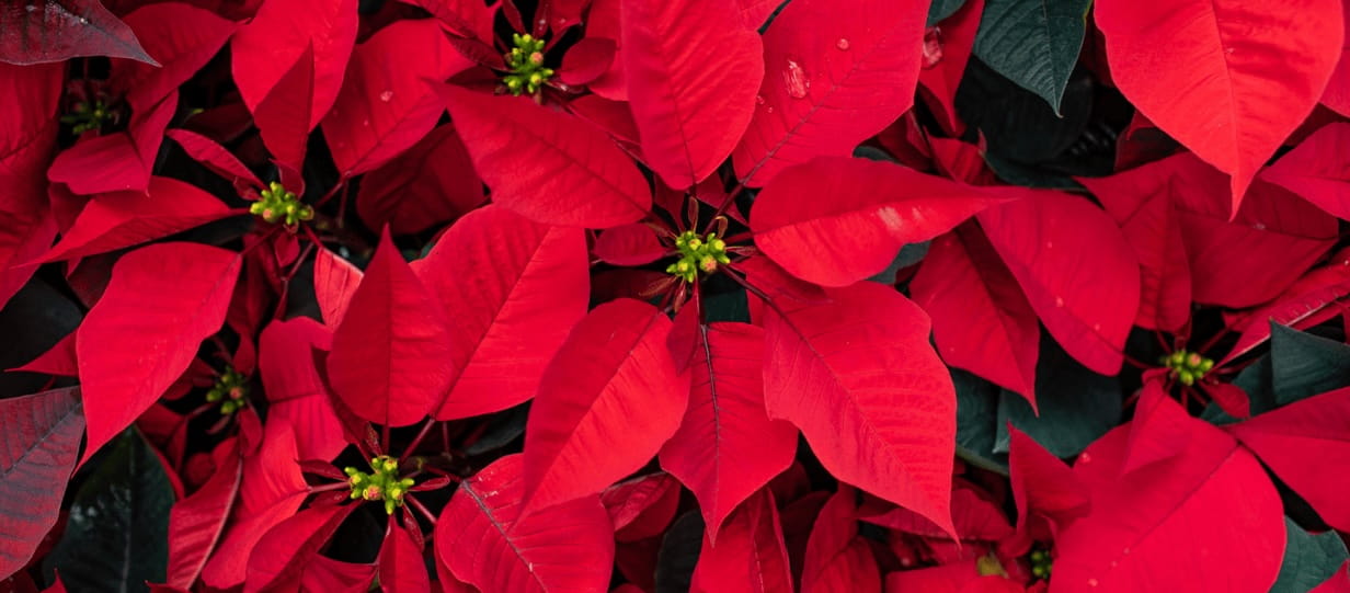 lots of poinsettia plants