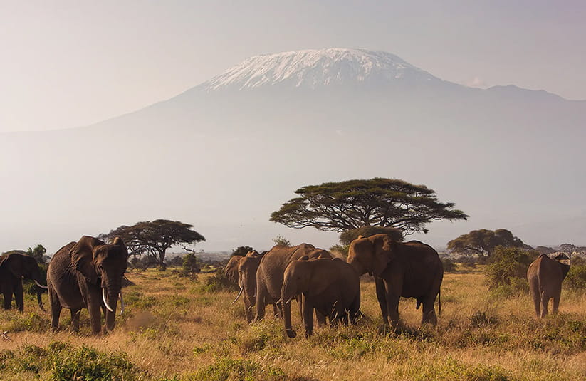 Elephants in Kenya or Tanzania