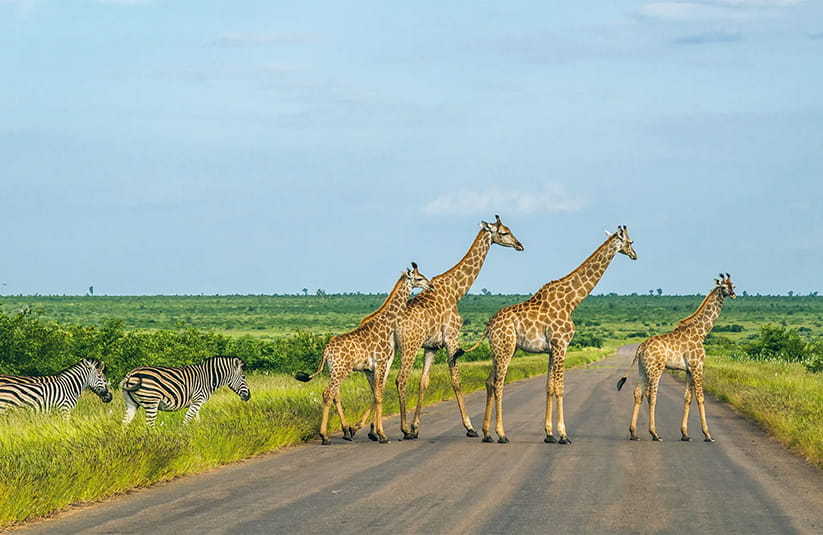 Giraffes in South Africa