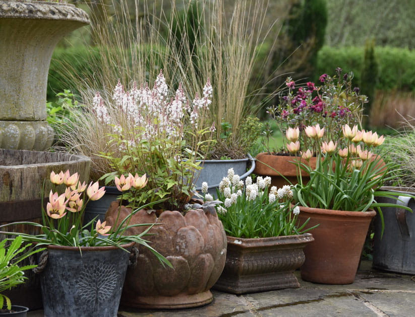 A variety of plants, including tulips, in containers