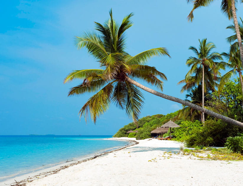 Beach with sloping (Cocos nucifera), Filaidhoo, Raa Atoll, Maldives