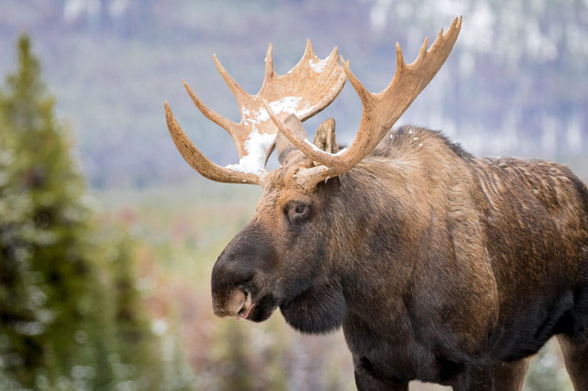 Close up of a moose in Jasper National Park with snow on its antlers