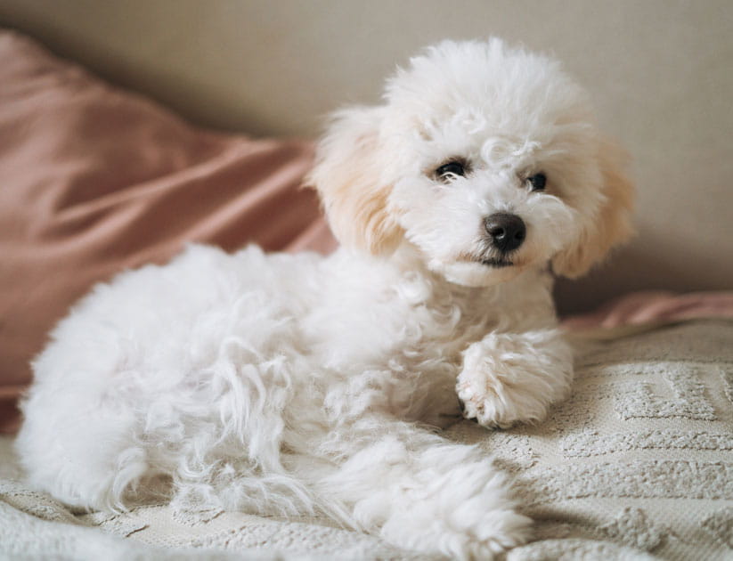 Sleepy Bichon Frise puppy resting peacefully on a soft white bed at home