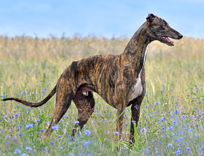 Beautiful brindle English Greyhound standing on grass field over blue sky bagkground