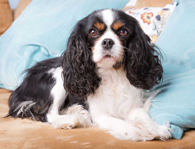 Cavalier King Charles Spaniel relaxing on the sofa at home
