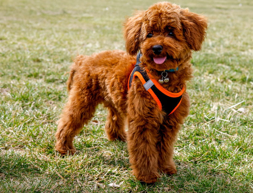 Toy poodle puppy dog in the grass wearing an orange and black harness