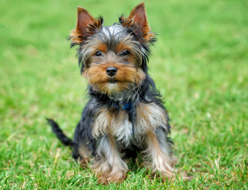 Close-up of a Yorkshire Terrier dog in green summer grass