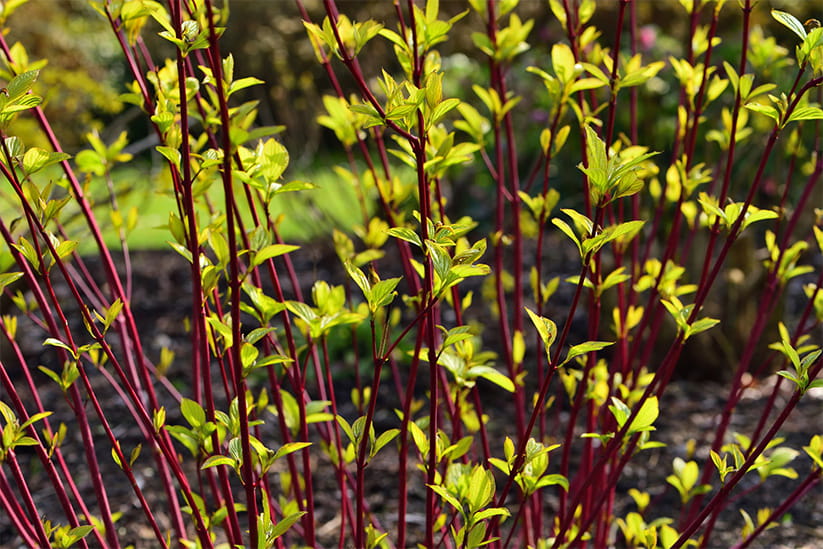 the green leaves and red shoots of Cornus alba Sibirica